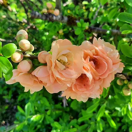 Chez Vovone 3 étoiles Clévacances *