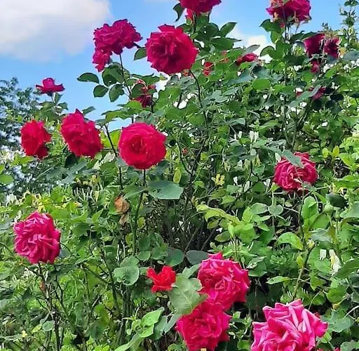 Chez Vovone 3 Etoiles Clevacances Ferienhaus Saulxures-sur-Moselotte