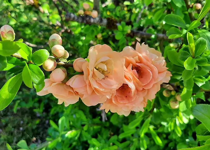 Chez Vovone 3 étoiles Clévacances *