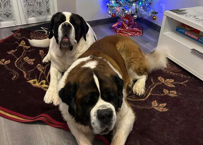 Chez Vovone 3 Etoiles Clevacances Ferienhaus Saulxures-sur-Moselotte